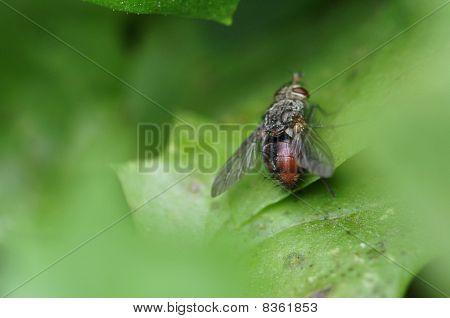 Odlecieć centrum perspektywy