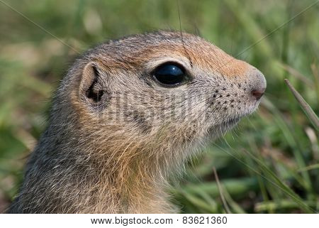 gopher