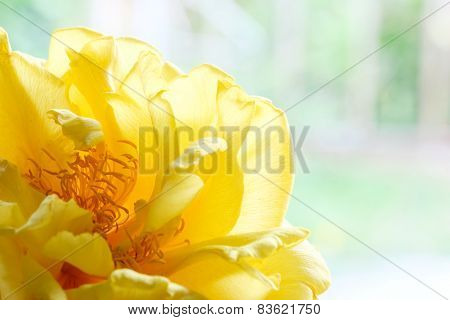 Yellow Silk Cotton Flower