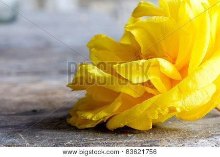 Yellow Silk Cotton Flower