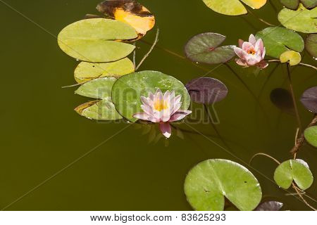 Water Lily
