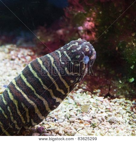 Zebra Moray Eel, Gymnomuraena Zebra