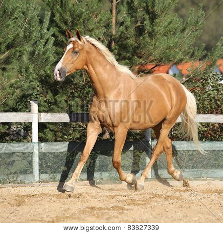 Amazing Palomino Warmblood Running