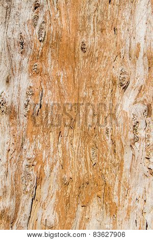 Texture Shot Of Brown Tree Bark
