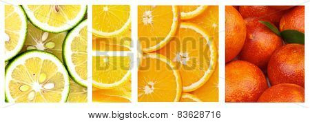 Citrus Collection