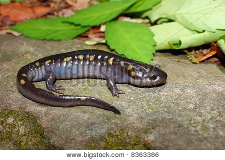 Ambystoma maculatum (Ambystoma maculatum)