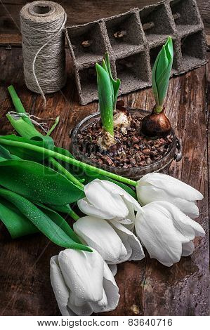 Sprouted Bulbs Tulips