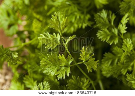 Raw Organic French Parsley Chervil