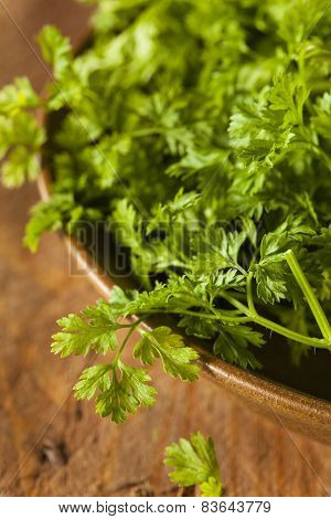 Raw Organic French Parsley Chervil