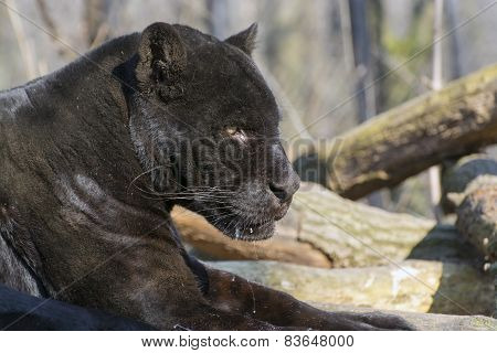 Jaguar (panthera Onca)