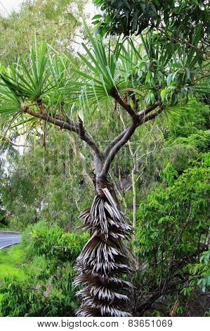 Pandanus Tree