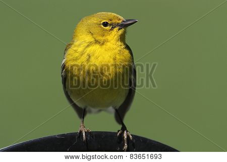 Male Pine Warbler (dendroica Setophaga Pinus)