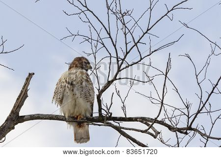 Hawk