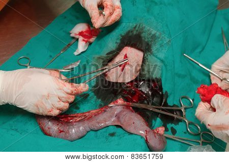 Dog In A Veterinary Surgery , Surgery Of Pyometra (uterus Infection)