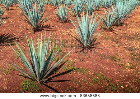 Agava plantation