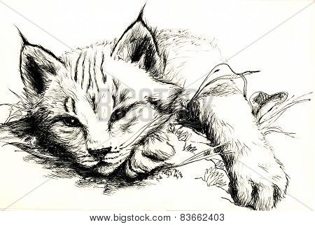 Black and white bobcat