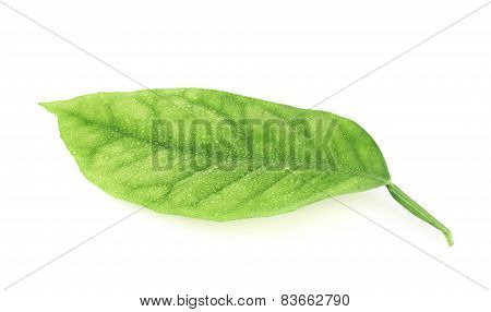 Lemon tree leaf isolated