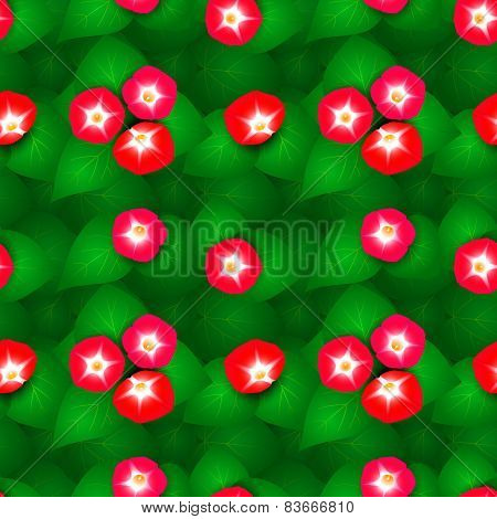 Seamless pattern with ipomoea flowers