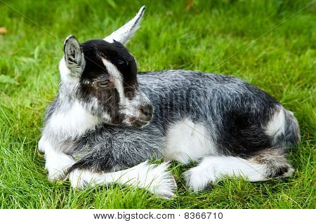 Zwart-witte Goatling op groen gras