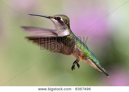 Kolibřík rubínohrdlý