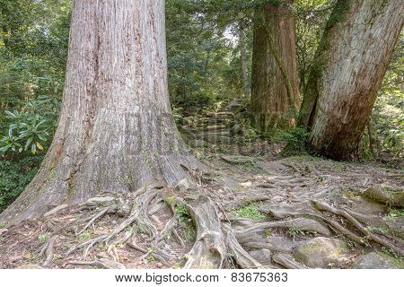 Forest and stone stairway