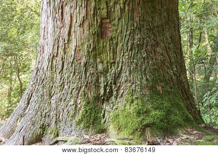 Longevity tree trunk