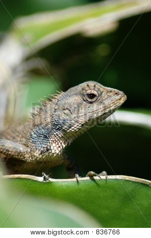 dragon1