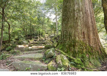 Tree and stone stairway