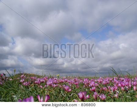 Reef blomstrede