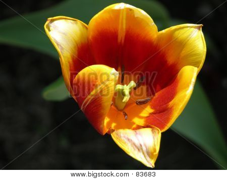 Lyse Tulip