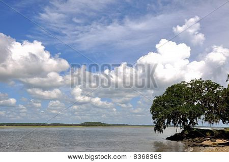 Lone Oak