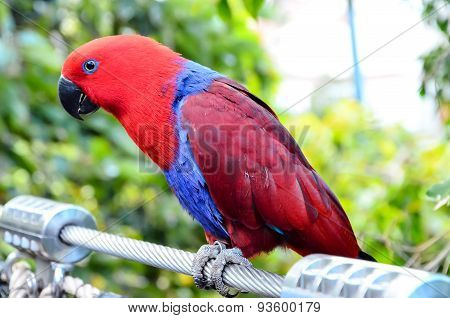 Parrot Tropical Bird