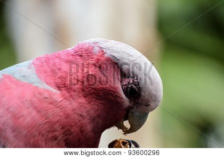Parrot Tropical Bird