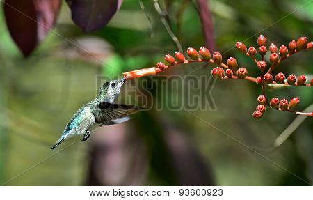 Flying Cuban Emerald Hummingbird (chlorostilbon Ricordii)