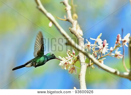 Flying Cuban Emerald Hummingbird (chlorostilbon Ricordii)