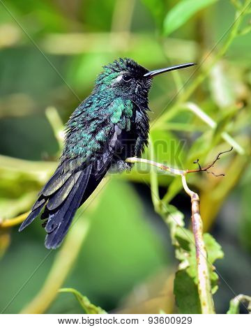 Cuban Emerald Hummingbird (chlorostilbon Ricordii)