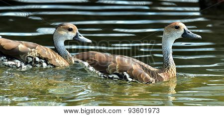 Cuban Or West Indian Whistling Duck