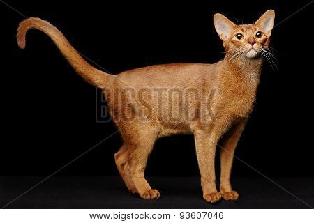 Portrait of beautiful young abyssinian cat