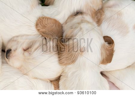 Family Of Lying English Cocker Spaniel Puppy