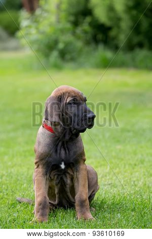 Young Puppy Of Fila Brasileiro (brazilian Mastiff)