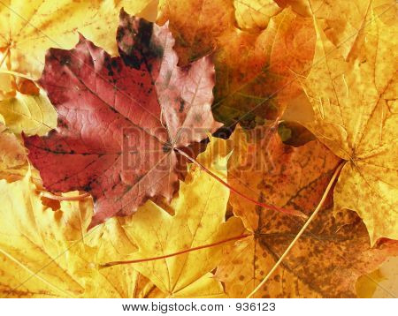 Maple Leafs