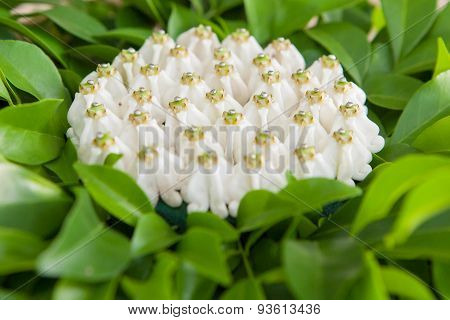 Thai Wedding Object
