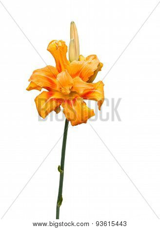 Hemerocallis Apricot Beauty (fulva Kwanso)