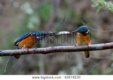 two kingfishers on branch in mating season ( alcedo atthis)