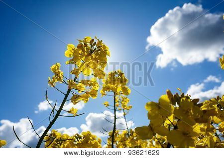 Canola Field