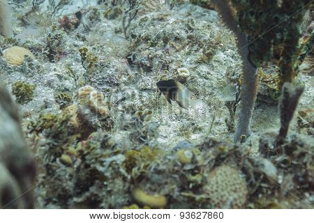 Stegastes Partitus