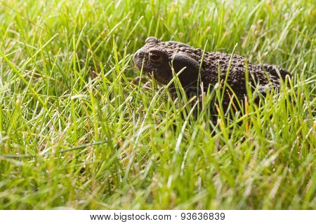 Gray frog sitting on green grass