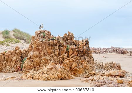 Kelp Gull On Rock Formations