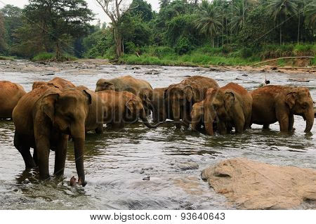 A herd of elephants are seen in the water in Pinnawala Elephant Orphanage, Sri Lanka
