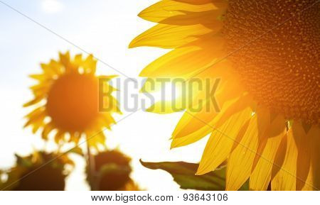 Sunflowers